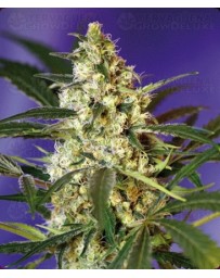 Fast Bud #2 Sweet Seeds autofloreciente