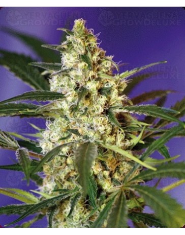 Fast Bud #2 Sweet Seeds autofloreciente