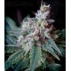 Cream Caramel Autofloreciente Sweet Seeds