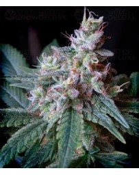 Cream Caramel Autofloreciente Sweet Seeds