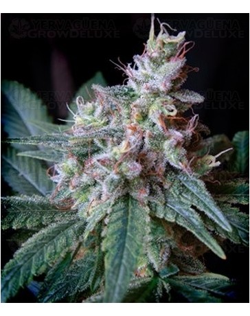 Cream Caramel Autofloreciente Sweet Seeds