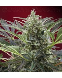 Cream 47 Sweet Seeds