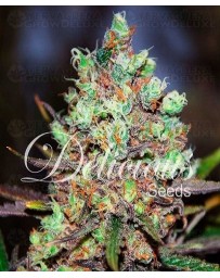 Cotton Candy Kush Delicious Seeds