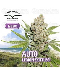 Auto Lemon Kix® Dutch Passion Autofloreciente