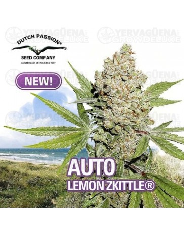 Auto Lemon Zkittle Dutch Passion Autofloreciente