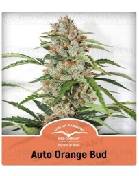 Auto Orange Bud Dutch Passion Autofloreciente