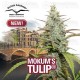 Mokum's Tulip Dutch Passion