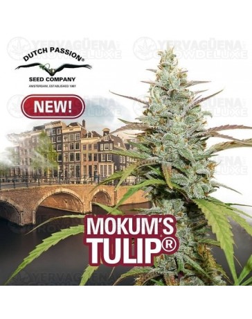 Mokum's Tulip Dutch Passion