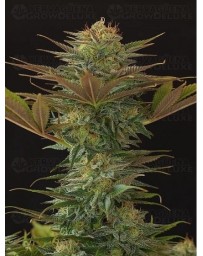 Nl5 X Afghan  Mr. Nice