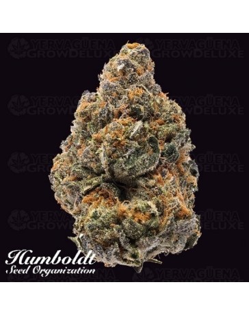 The New Humboldt Seeds