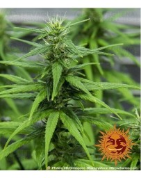 Dr. Grinspoon Barney's Farm