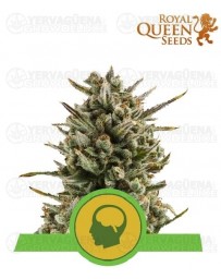 Amnesia Haze Auto Royal Queen Autofloreciente Amnesia Haze Auto Royal Queen Autofloreciente
