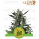 Blue Cheese Auto Royal Queen Autofloreciente