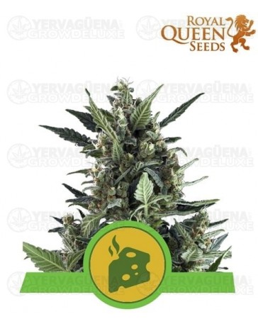 Blue Cheese Auto Royal Queen Autofloreciente