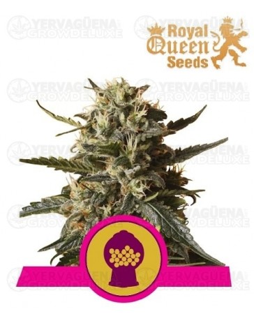 Bubblegum XL Royal Queen