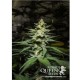 Candy Kush Express Fast Version Royal Queen
