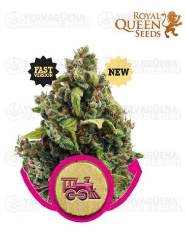 Candy Kush Express Fast Version Royal Queen