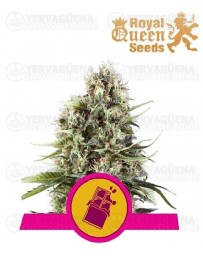 Chocolate Haze Royal Queen