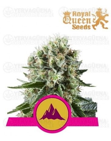 Critical Kush Royal Queen