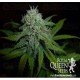 Diesel Auto Royal Queen Autofloreciente