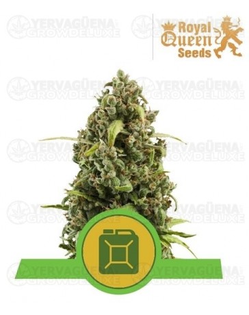 Diesel Auto Royal Queen Autofloreciente