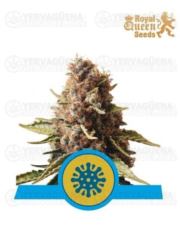 Euphoria CBD Royal Queen