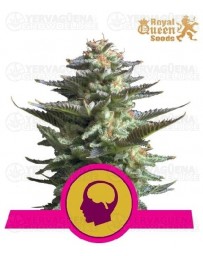 Amnesia Haze Royal Queen