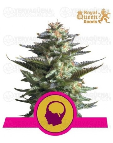 Amnesia Haze Royal Queen