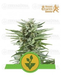 Easy Bud Royal Queen Autofloreciente