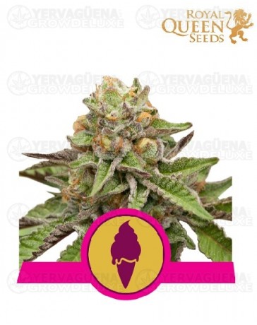 Green Gelato Royal Queen