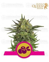 Haze Berry Royal Queen