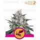 Honey Cream Fast Flowering Royal Queen