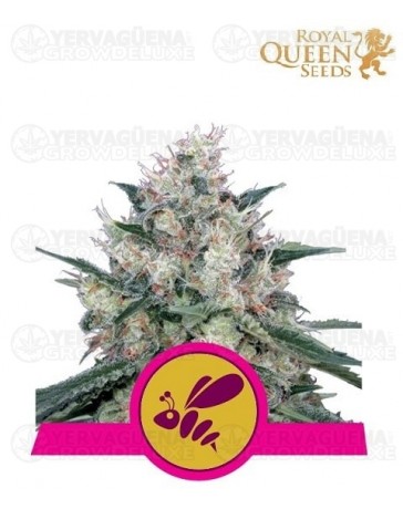 Honey Cream Fast Flowering Royal Queen