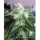 White Widow Auto Royal Queen Autofloreciente