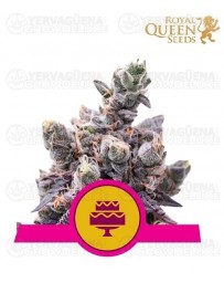 Wedding Gelato Royal Queen