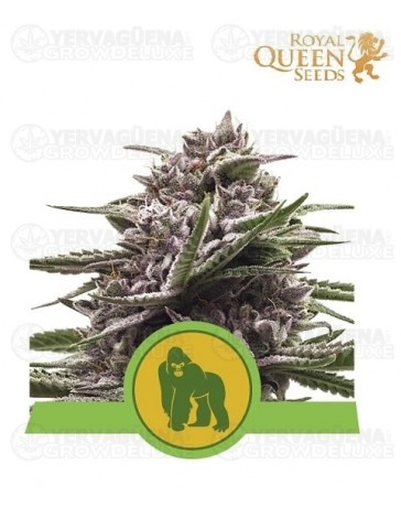 Royal Gorilla Auto Royal Queen Autofloreciente