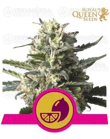 Lemon Shining Silver Haze Royal Queen