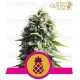 Pineapple Kush Royal Queen