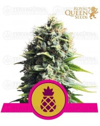 Pineapple Kush Royal Queen