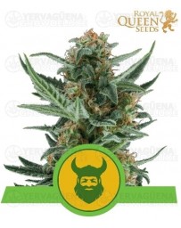Royal Dwarf Royal Queen Autofloreciente