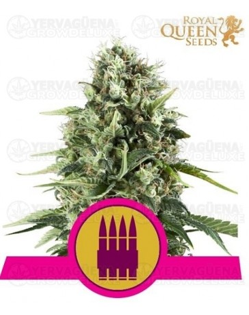 Royal AK Royal Queen
