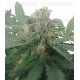 Royal Bluematic Royal Queen Autofloreciente