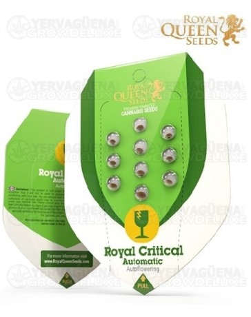 Royal Critical Auto Royal Queen Autofloreciente