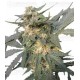 Royal Haze Auto Royal Queen Autofloreciente