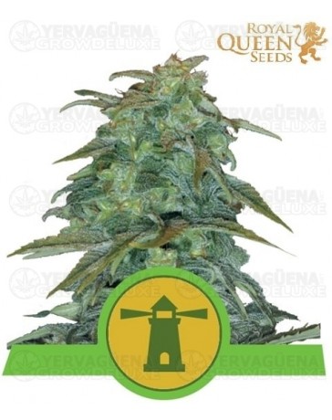 Royal Haze Auto Royal Queen Autofloreciente