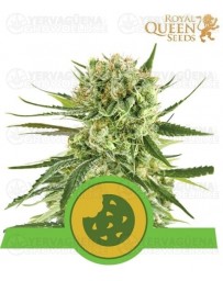 Royal Cookies Auto Royal Queen Autofloreciente