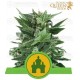 Royal Kush Automatic Royal Queen Autofloreciente