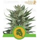 Royal Cheese Auto Royal Queen Autofloreciente