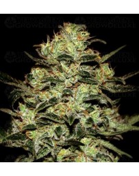 Moby Dick Green House