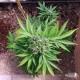 Solomatic CBD Royal Queen 